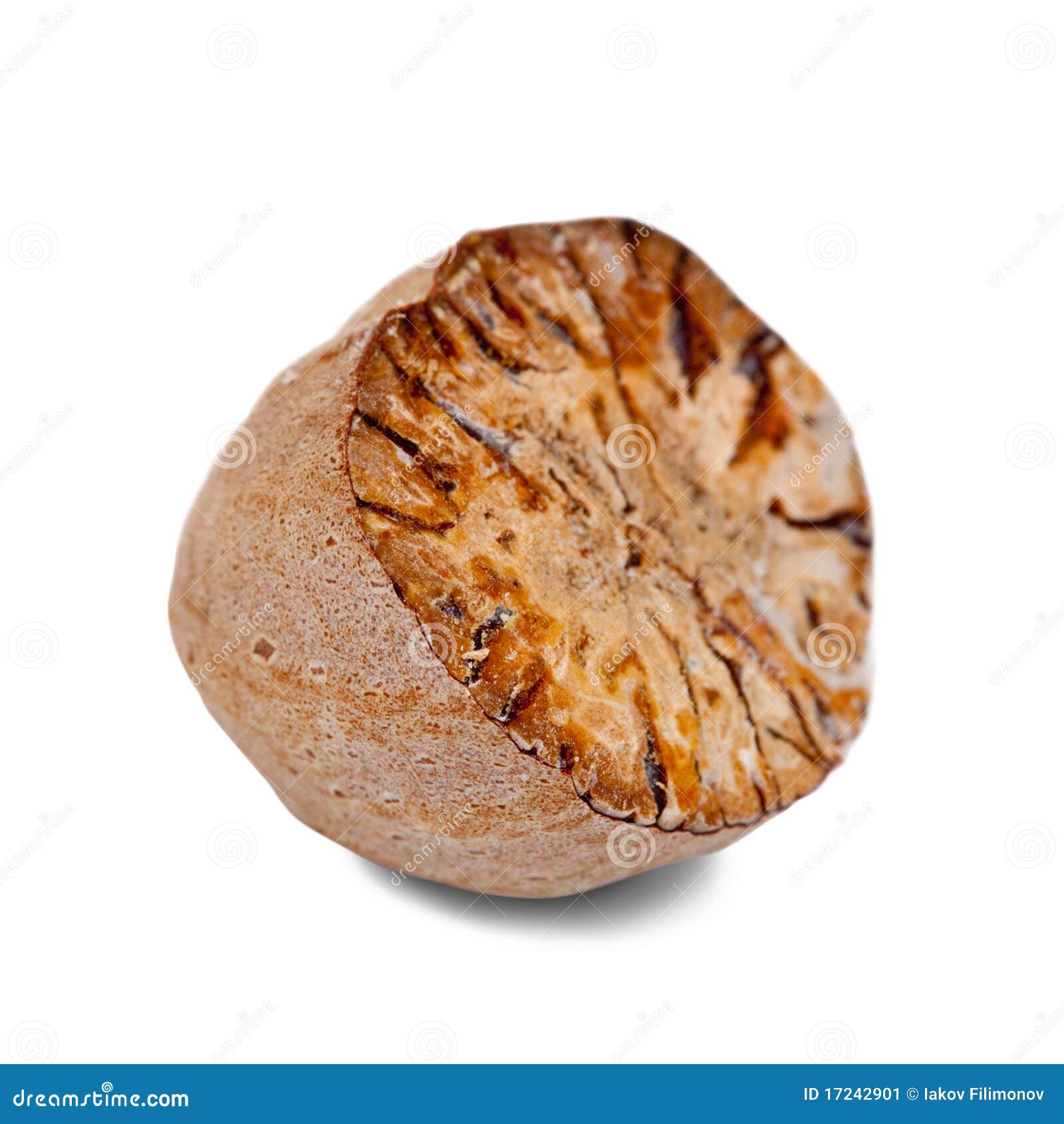 Half of nutmeg. stock image. Image of flavoring, closeup 17242901