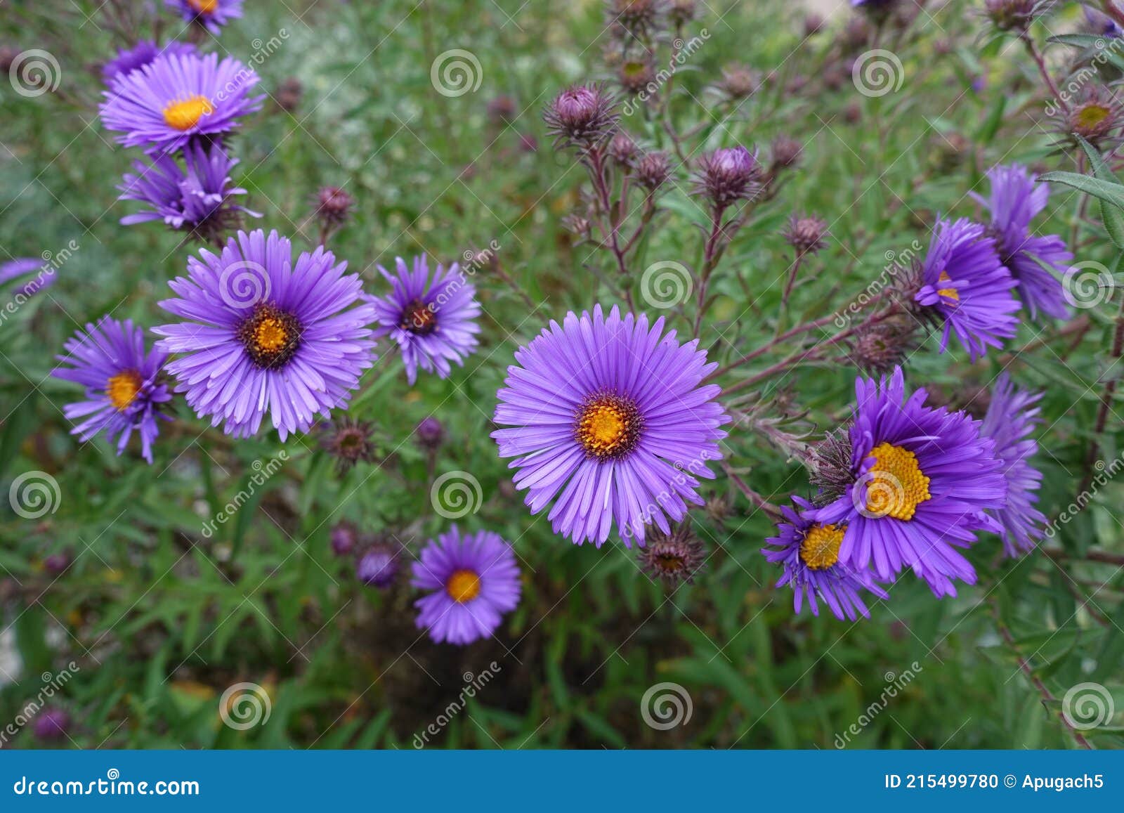 Halfopened Purple Flowers of New England Aster in September Stock