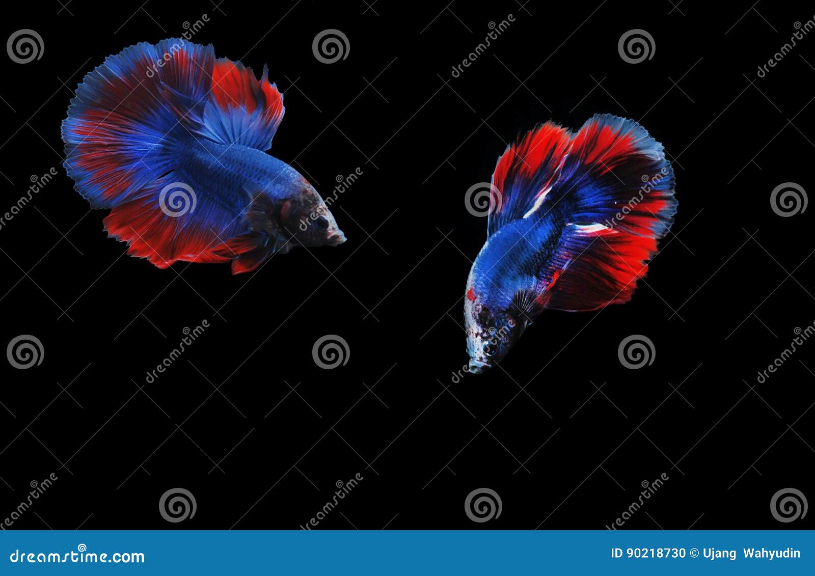 halfmoon betta fish,betta fish, siamese fighting fish, betta splendens  on black background