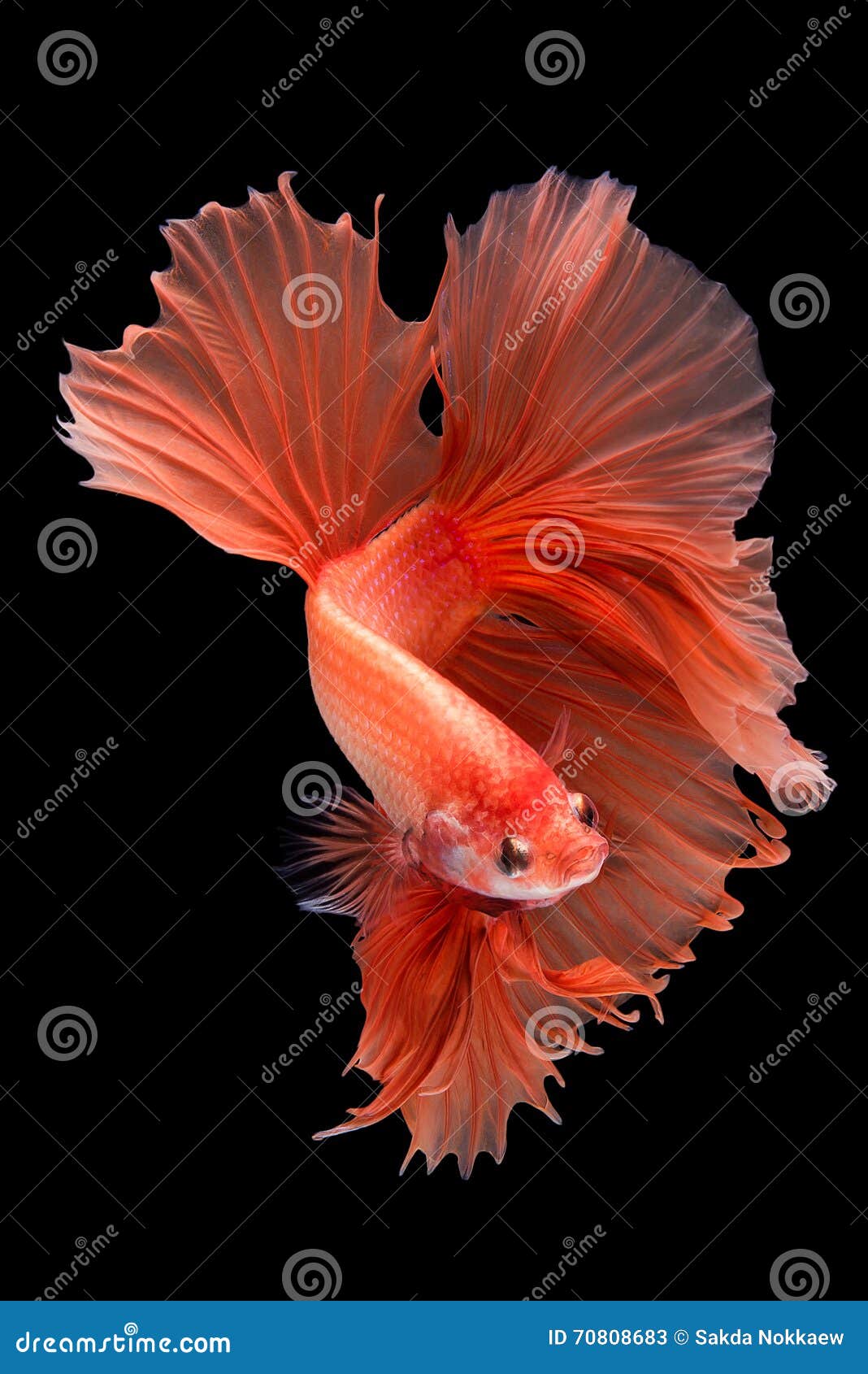 Halfmoon betta fish stock image. Image of aquarium, beauty - 70808683