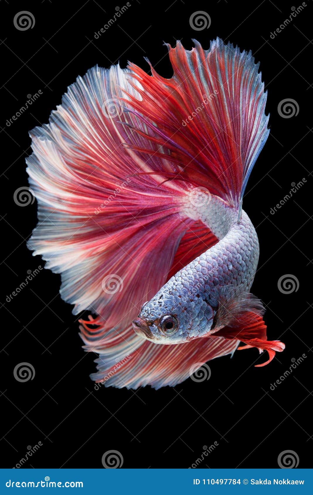 Halfmoon Betta Fish stock photo. Image of beta, dancer - 110497784