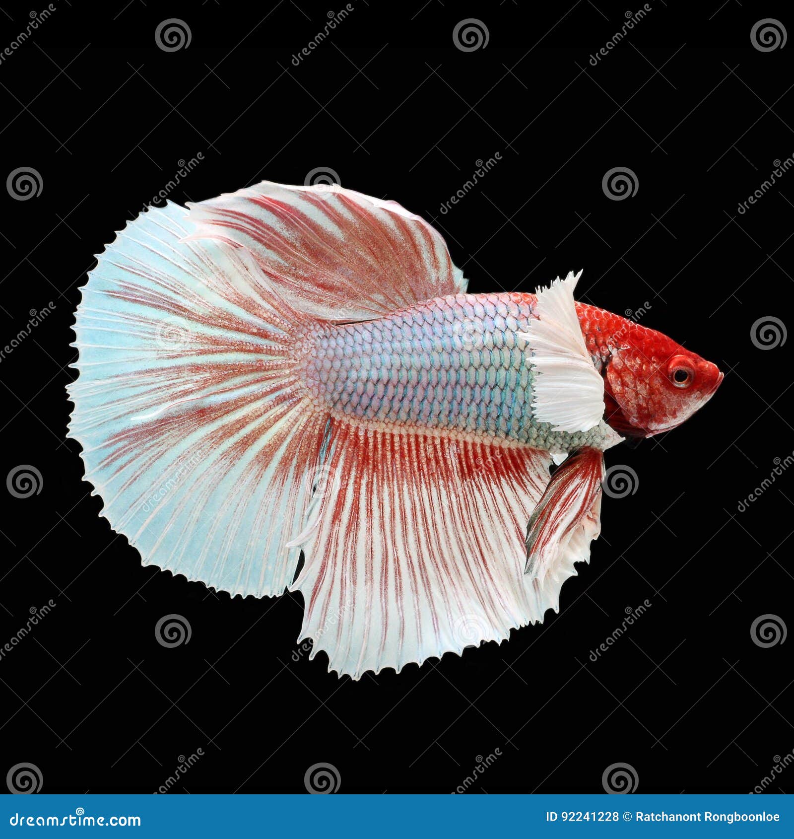 Halfmoon Dumbo Betta stock photo. Image of betta, flutter - 92241228