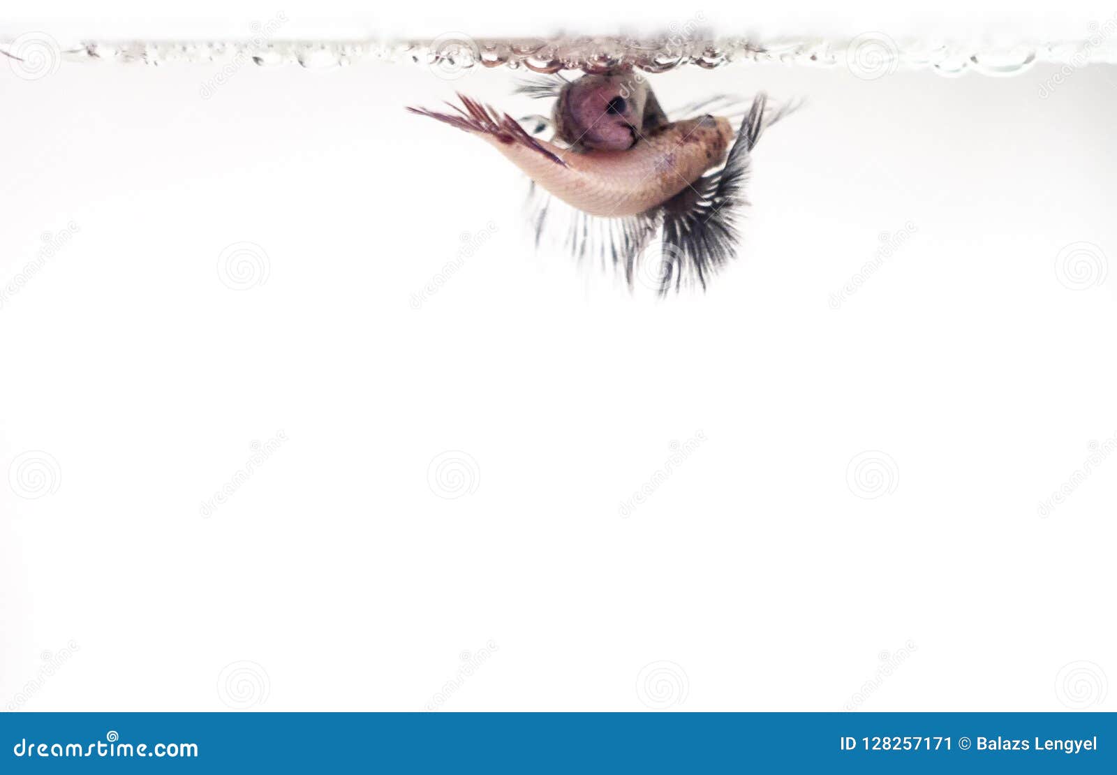 Mating Stock Photography 18067598