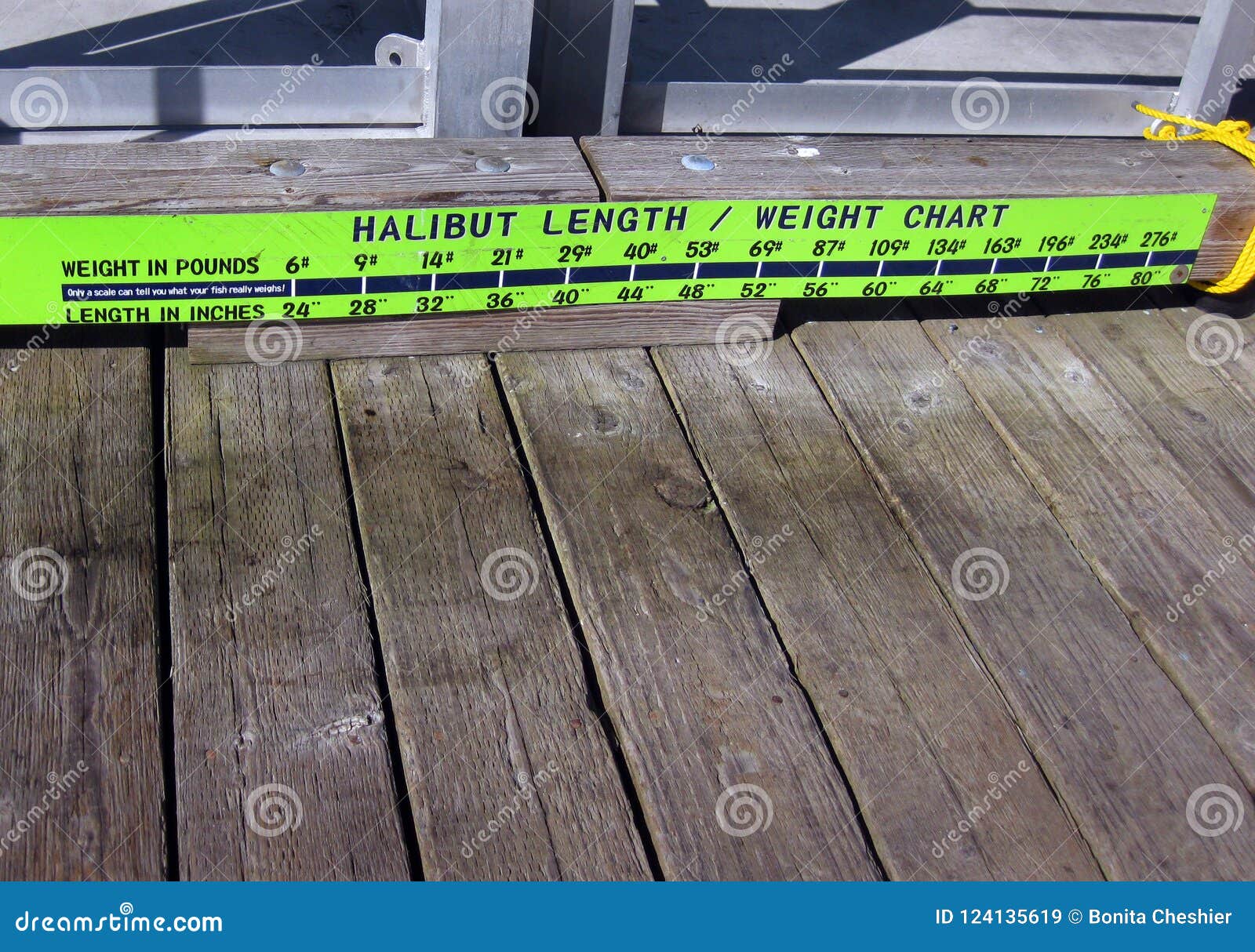 Halibut Size Weight Chart