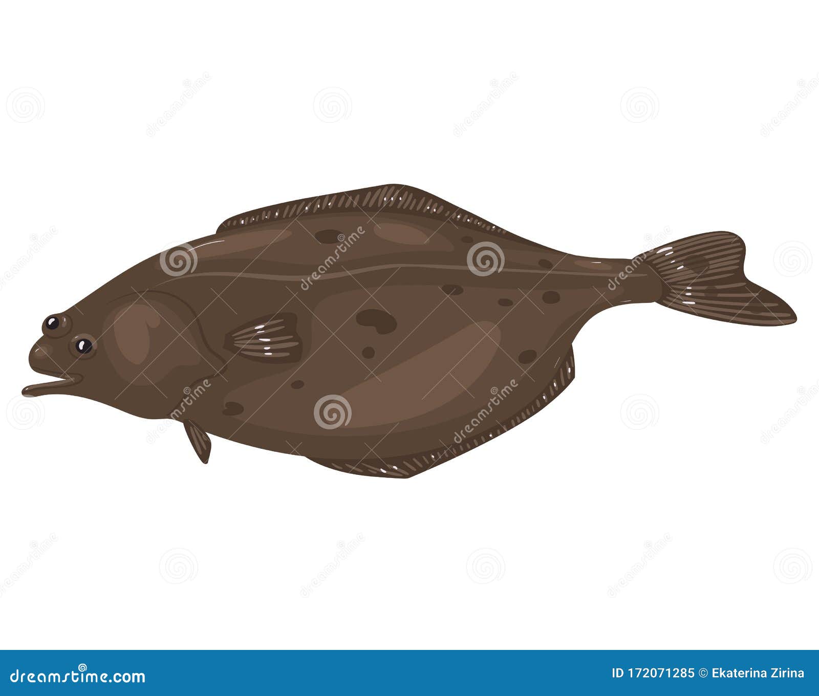Halibut Fish Isolated on White Background. Vector Graphics Stock
