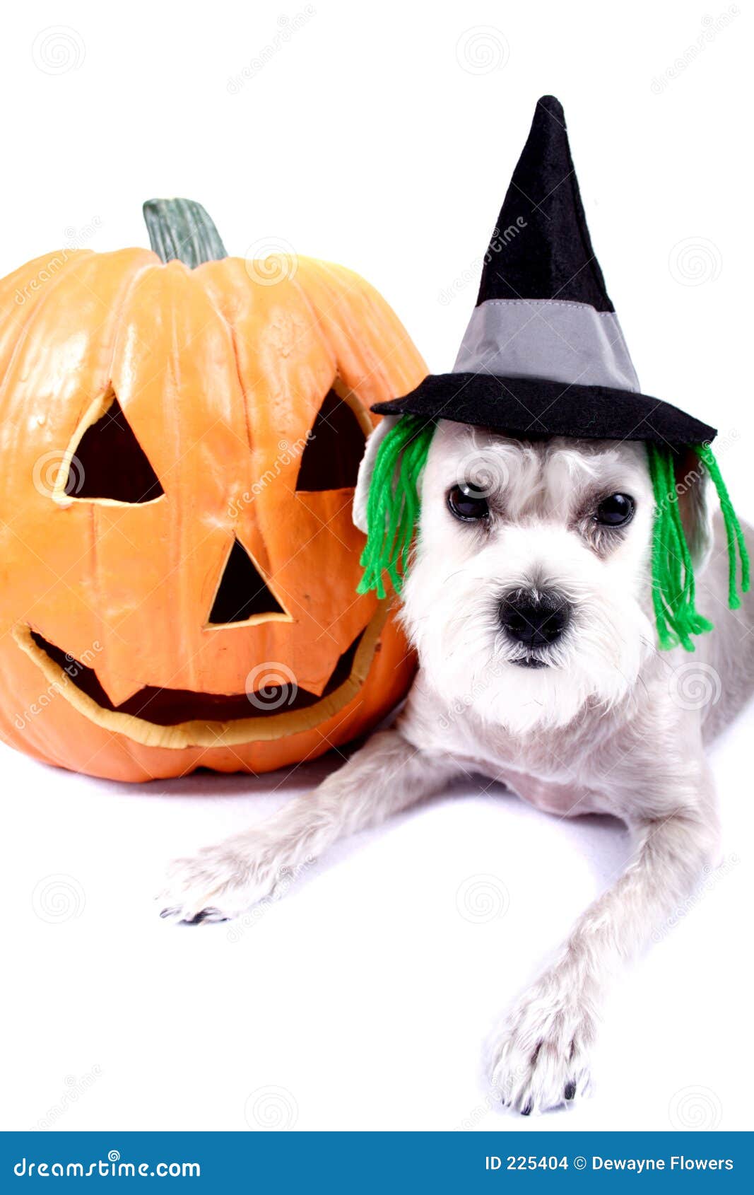 Two Small Dogs Dressed Up In Costumes For Halloween Background Picture Of  Dogs In Costumes Background Image And Wallpaper for Free Download