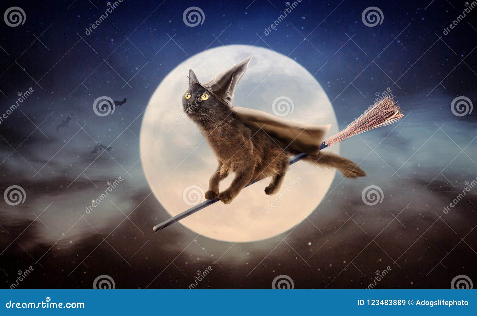 halloween black cat on broom over moon