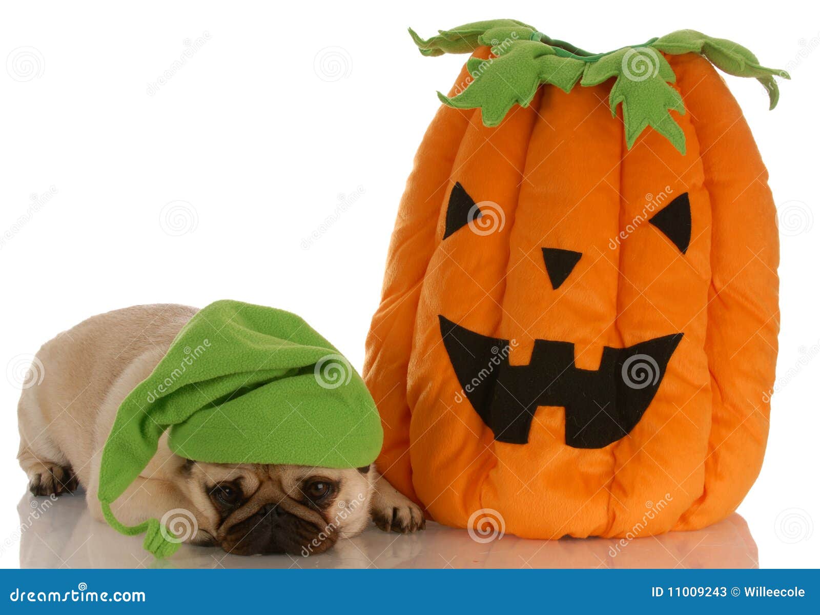 Halloween dog stock image. Image of pumpkin, adorable 11009243