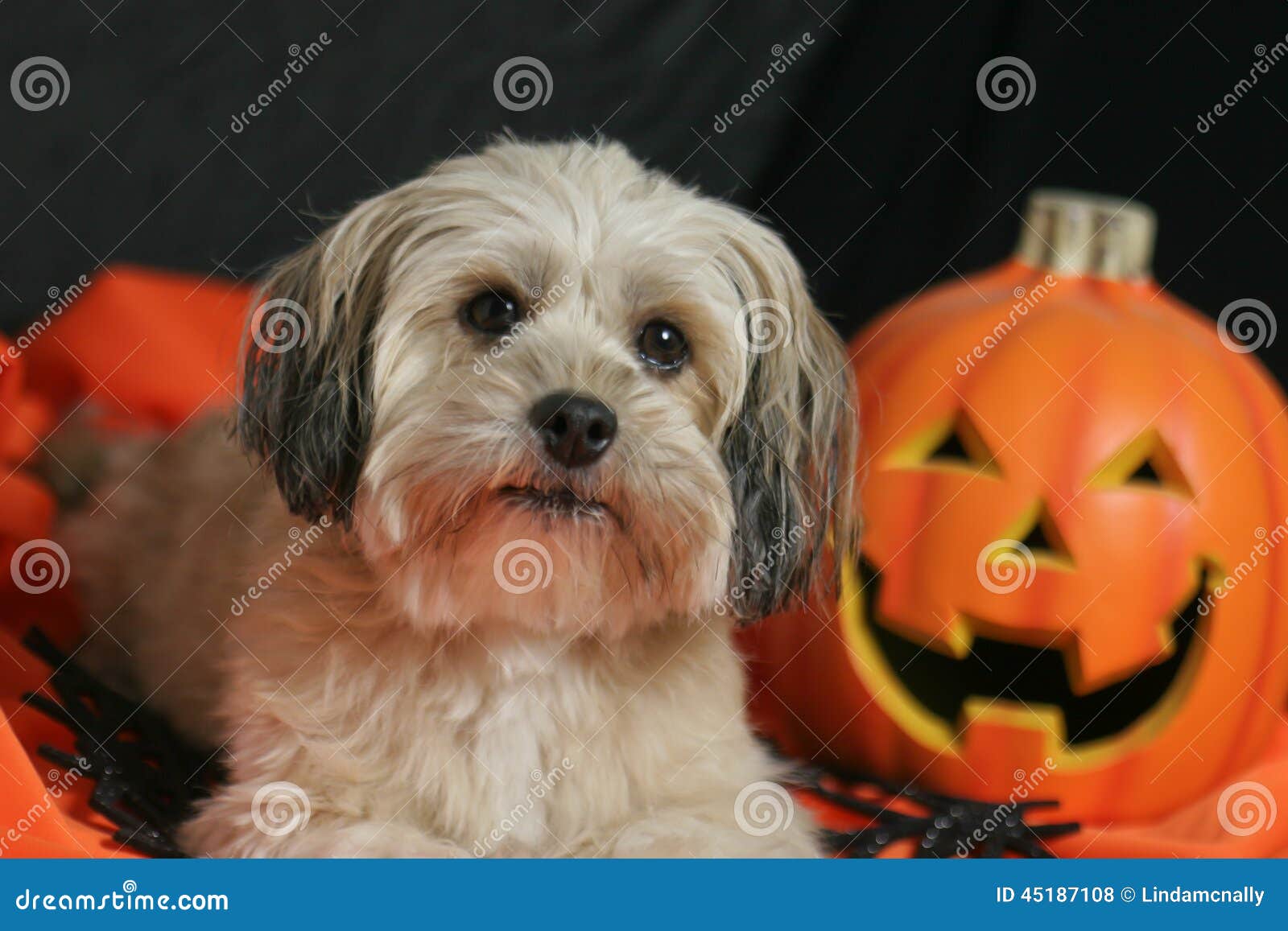 Halloween Dog with Pumpkin