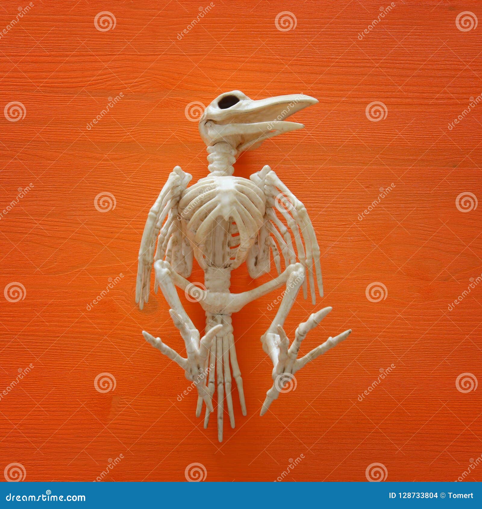 bird skull anatomy