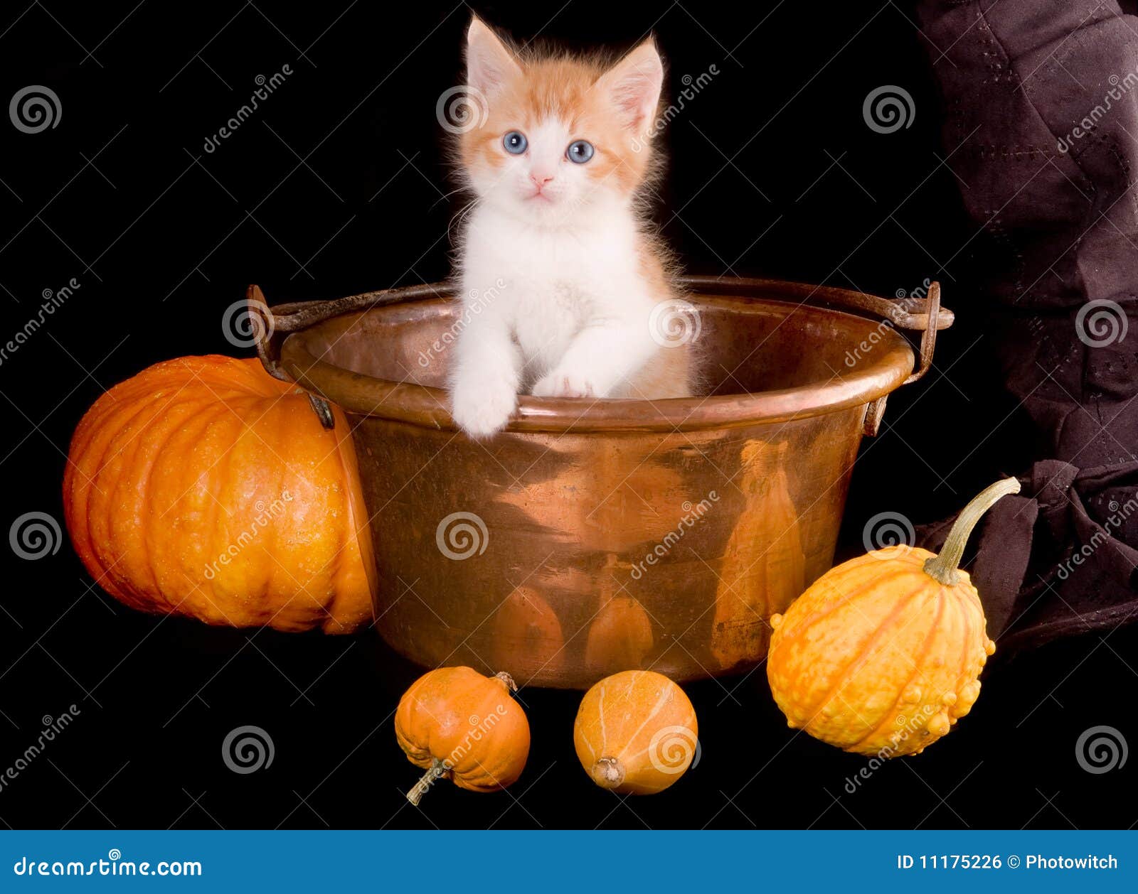 Halloween-Katze stockfoto. Bild von kürbis, bücher, porträt - 11175226