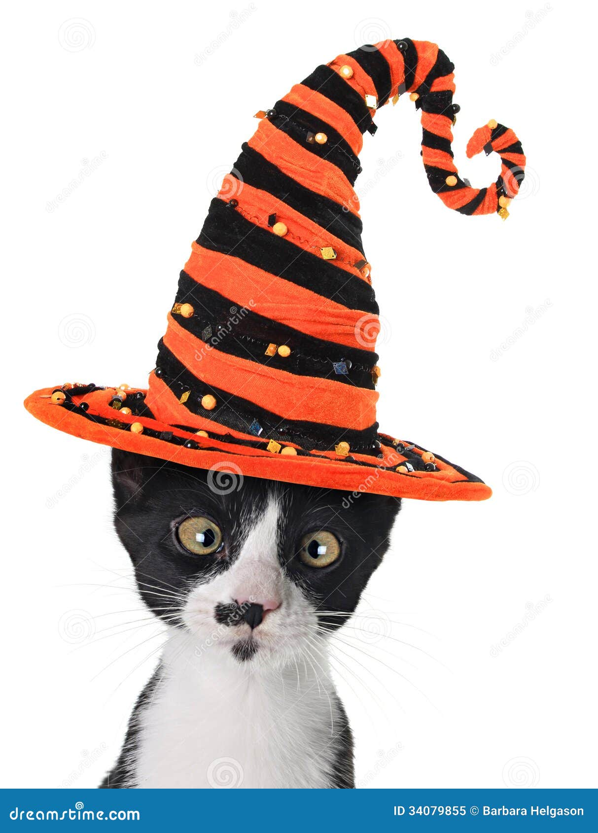 Halloween Kitten Royalty Free Stock Photo Image 34079855