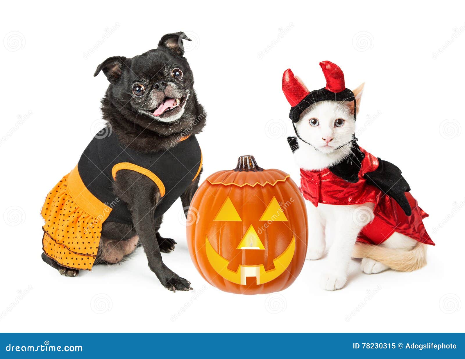 halloween kitten and dog with pumpkin