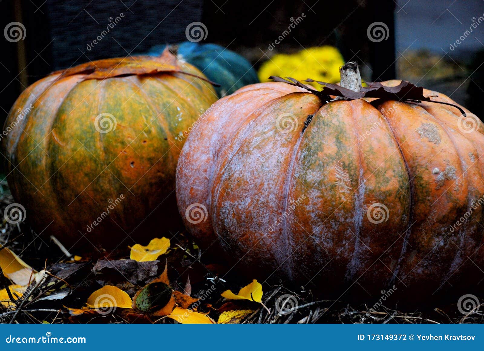 pumpkin wallpaper free