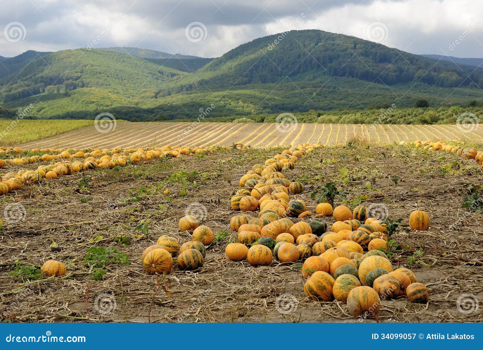 Halloween Pumpkin field with mountains and blue sky