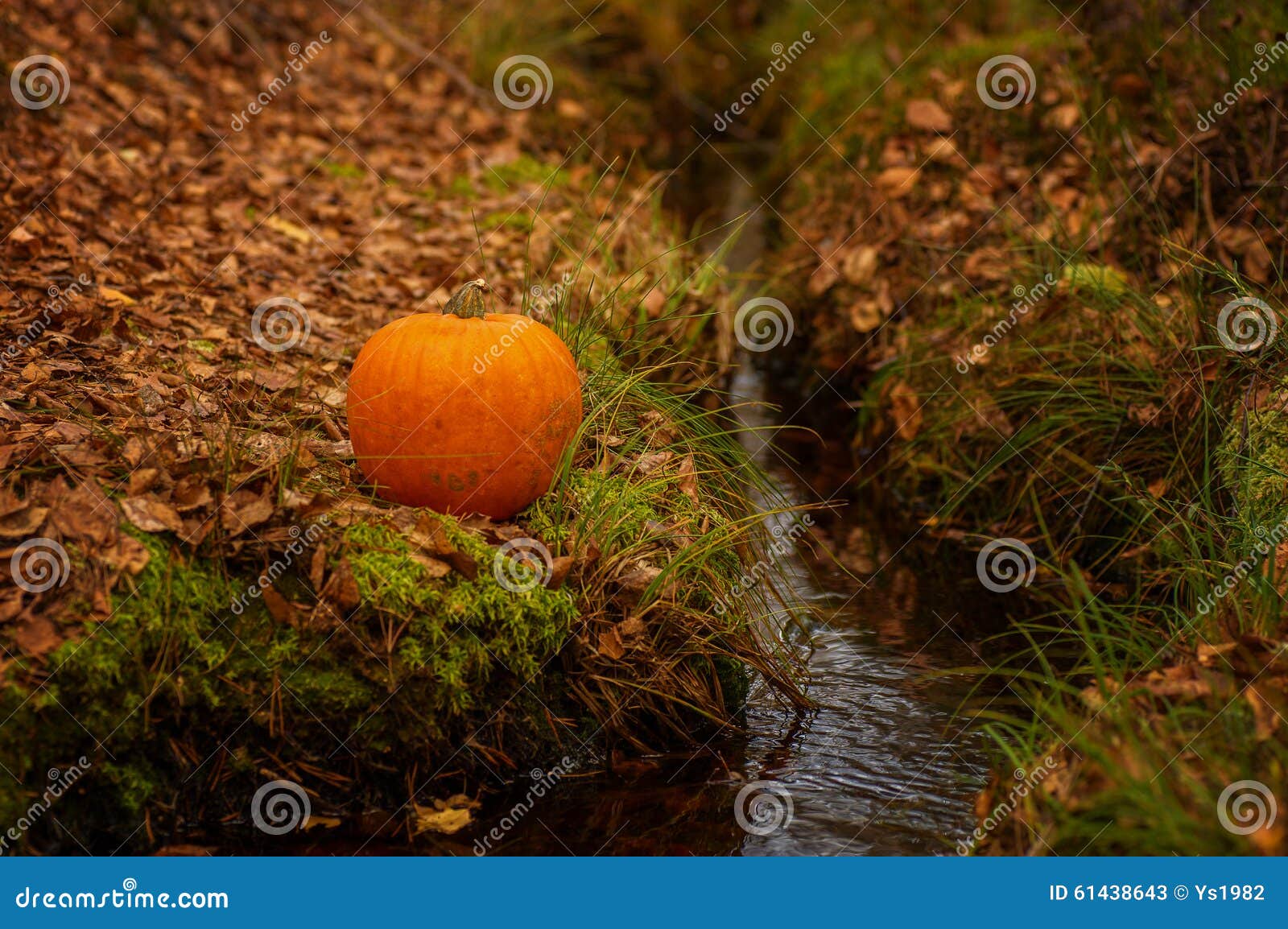 Halloween Pumpkin on Leaves in Woods Stock Image Image of jack