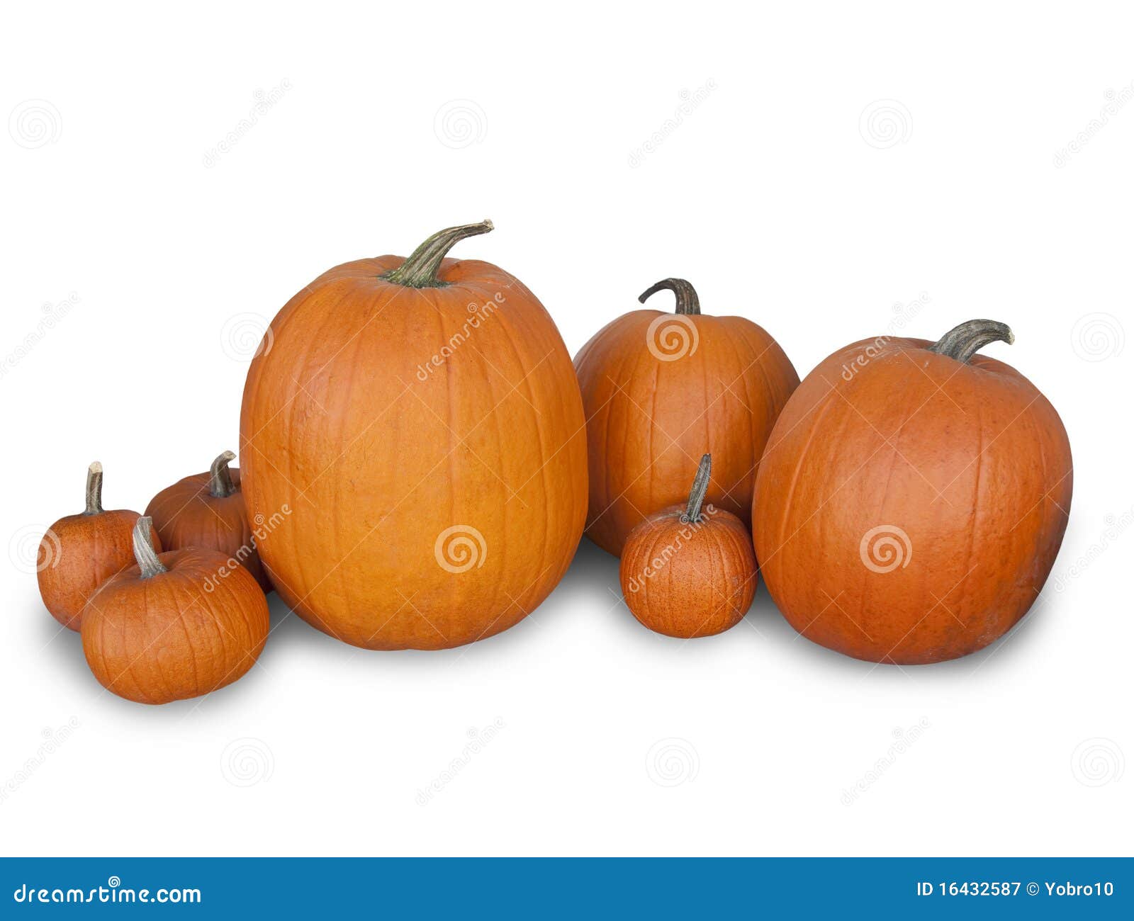 halloween pumpkins  on white background