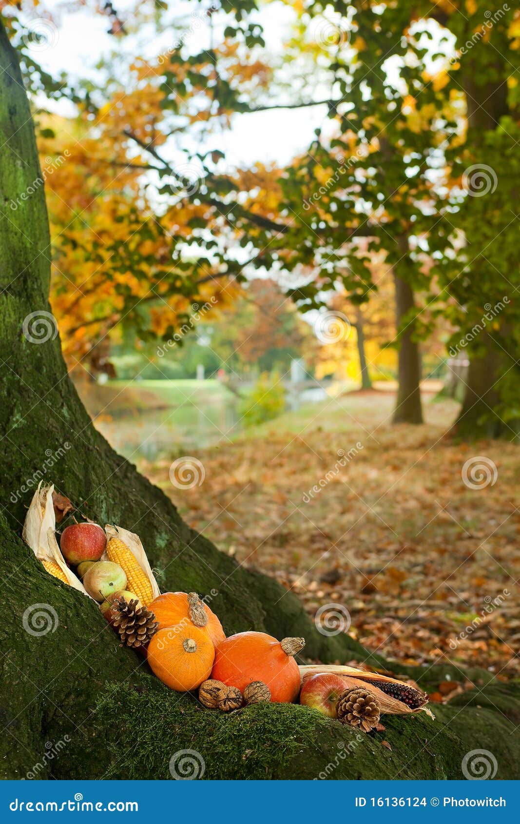 Halloween Pumpkins on a Tree Trunk Stock Photo Image of pinecones