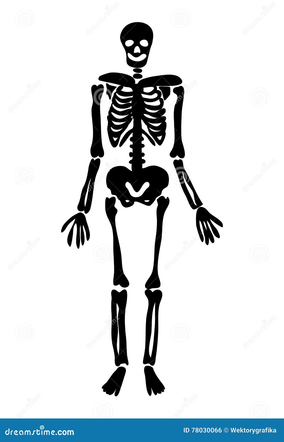 halloween skeleton vector symbol icon design vector skull template