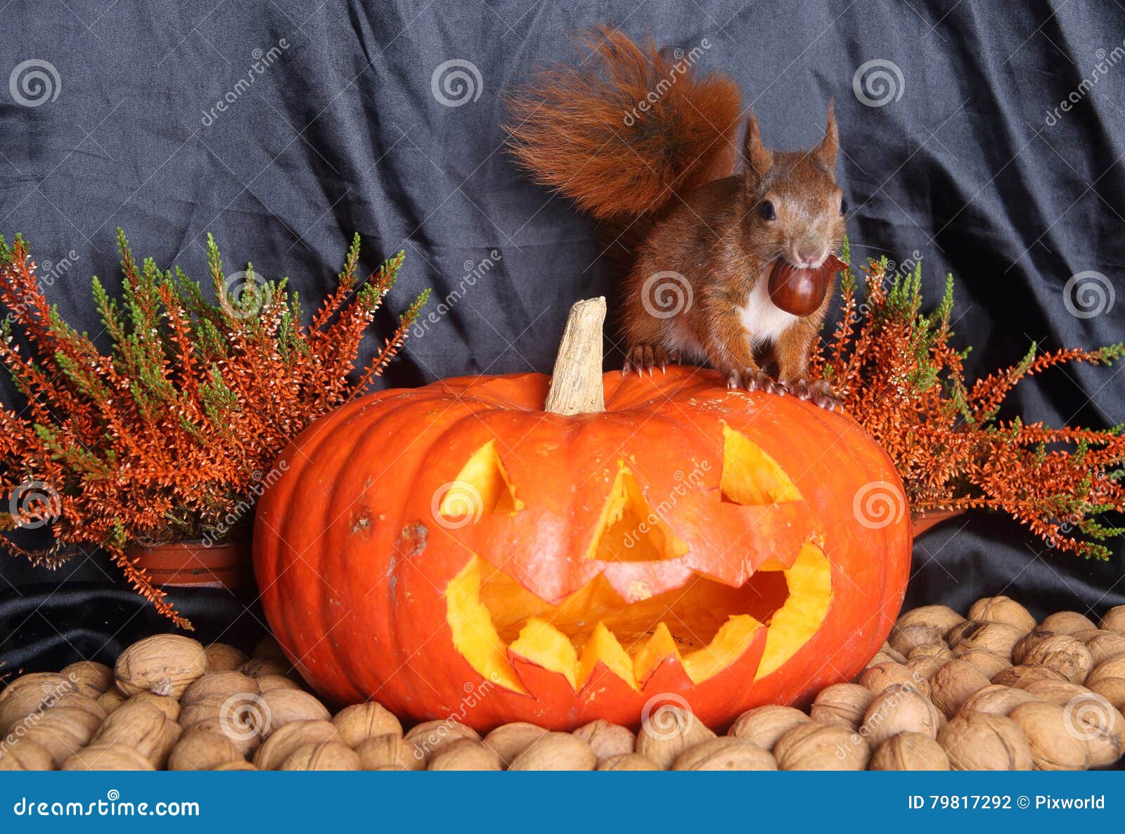 Halloween squirrel stock photo. Image of black, halloween 79817292