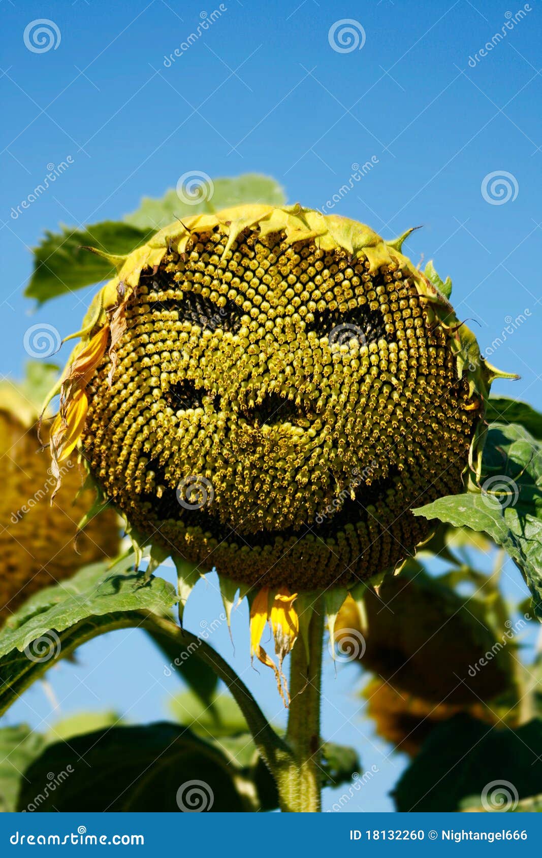 Halloween sun flower stock photo. Image of nature, shape - 18132260