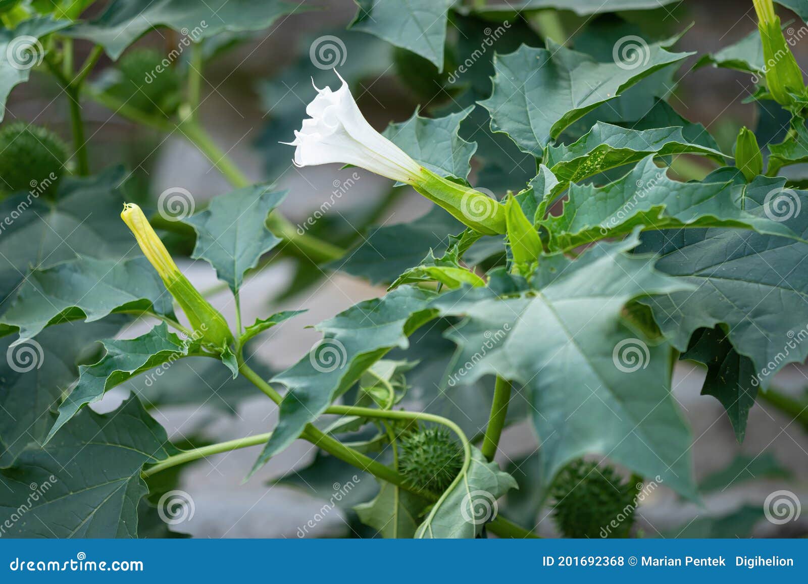 hallucinogen plant devil`s trumpet datura stramonium, also called jimsonweed