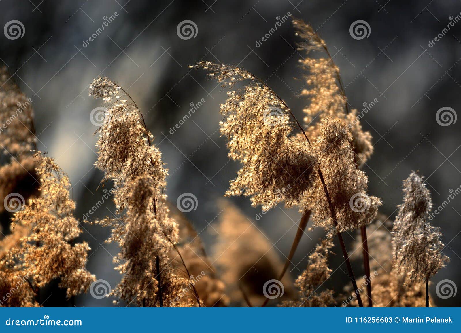 Halms of reed stock image. Image of botanical, bright - 116256603