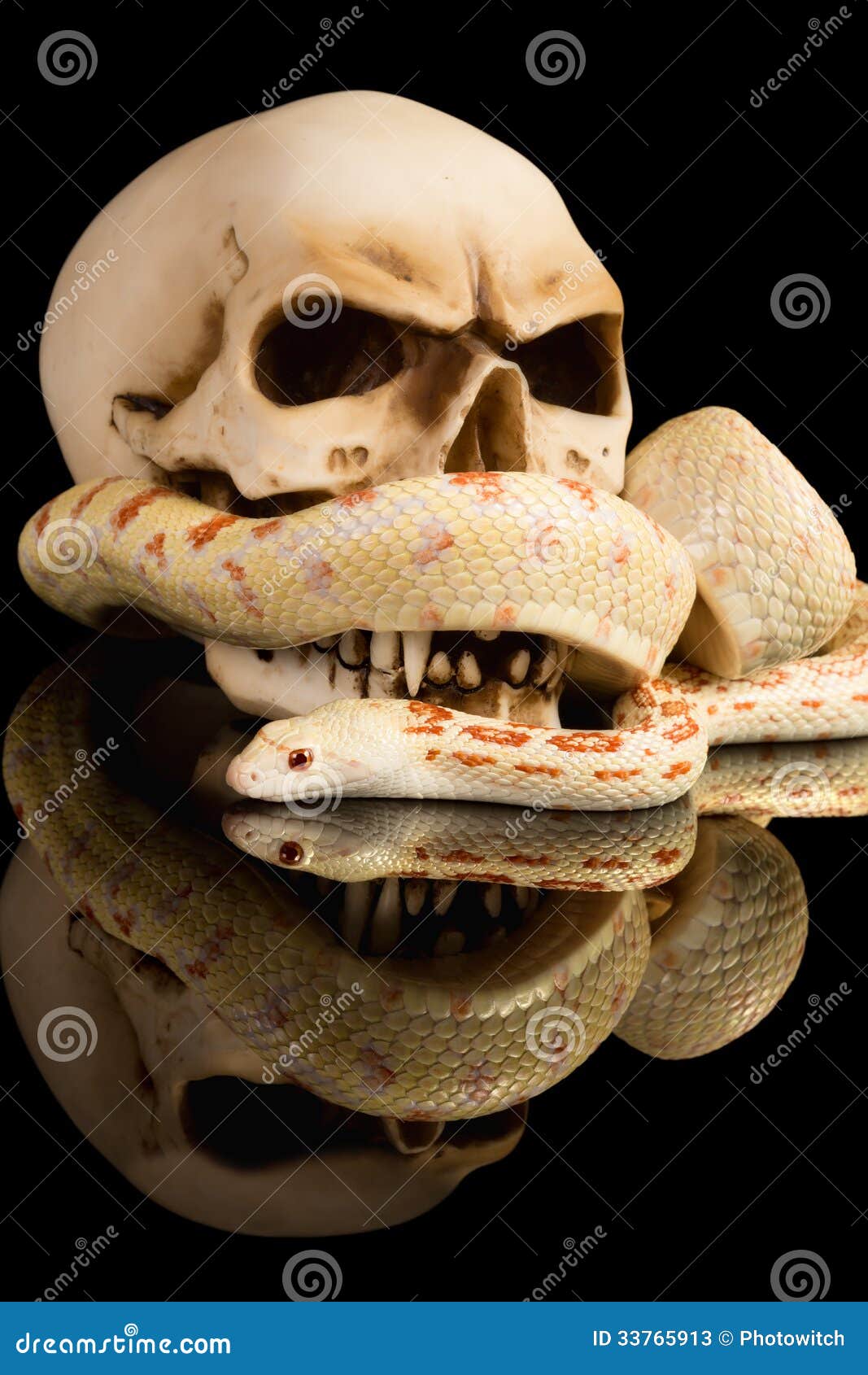 Haloween snake and skull stock image. Image of scales Haloween snake and skull stock image. Image of scales