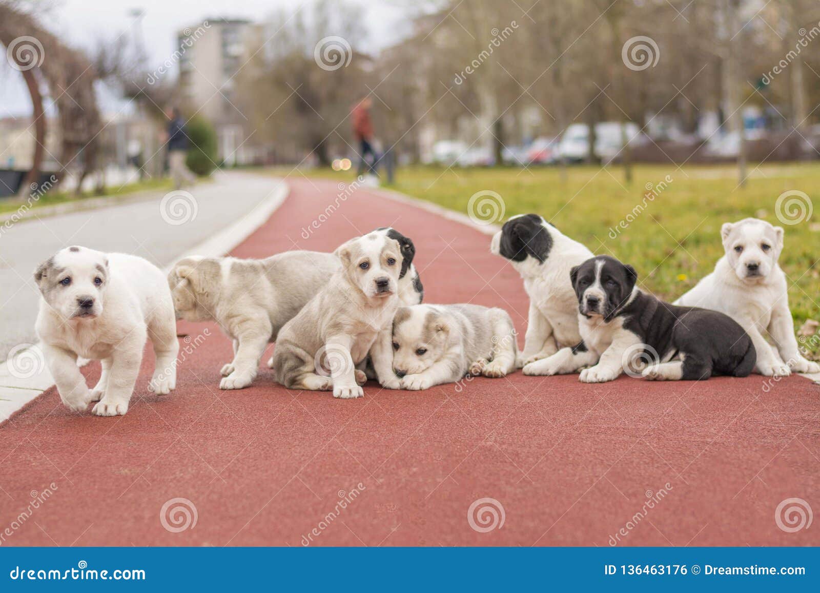 Haltungen Der Besten Freunde Hunde Stockfoto Bild von brut