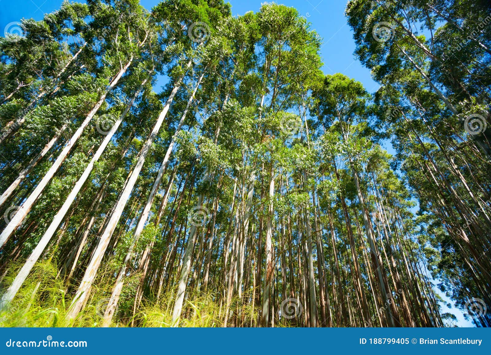 Hamakua Coast, Eucalyptus Trees Stock Image Image of agroforestry