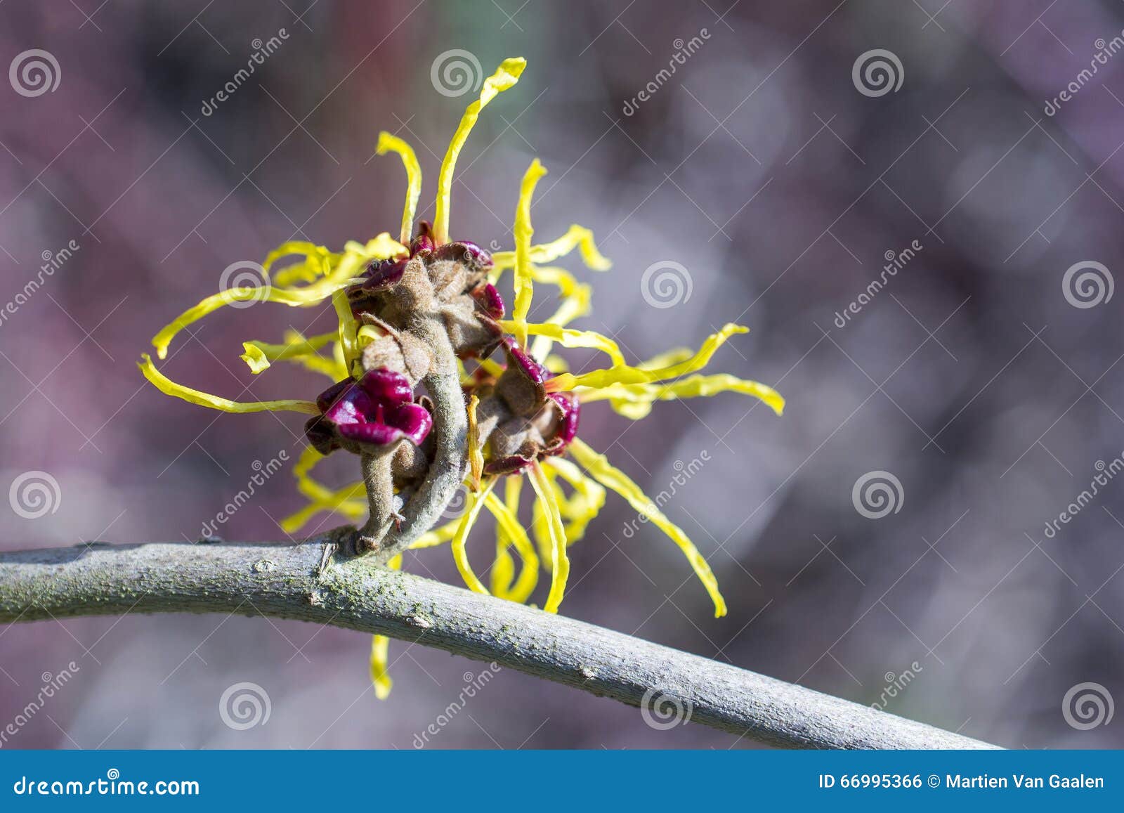 Hamamelis flowers. stock photo. Image of hazel, park - 66995366