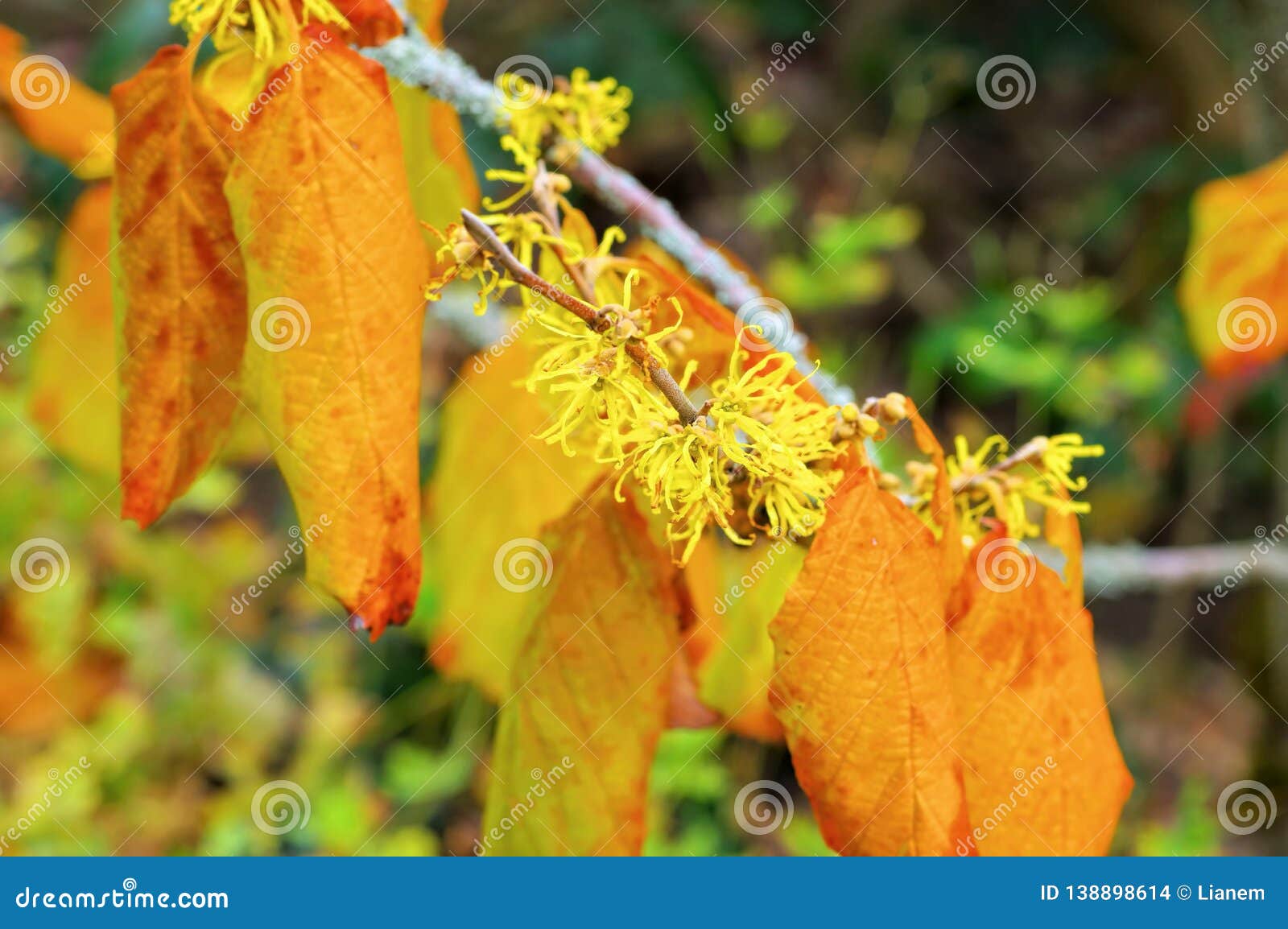 hamamelis virginiana is blooming in fall