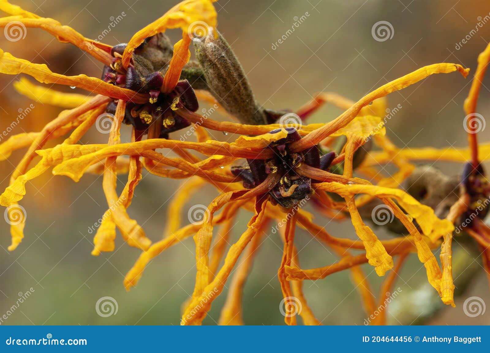 hamamelis x intermedia `aphrodite` witch hazel