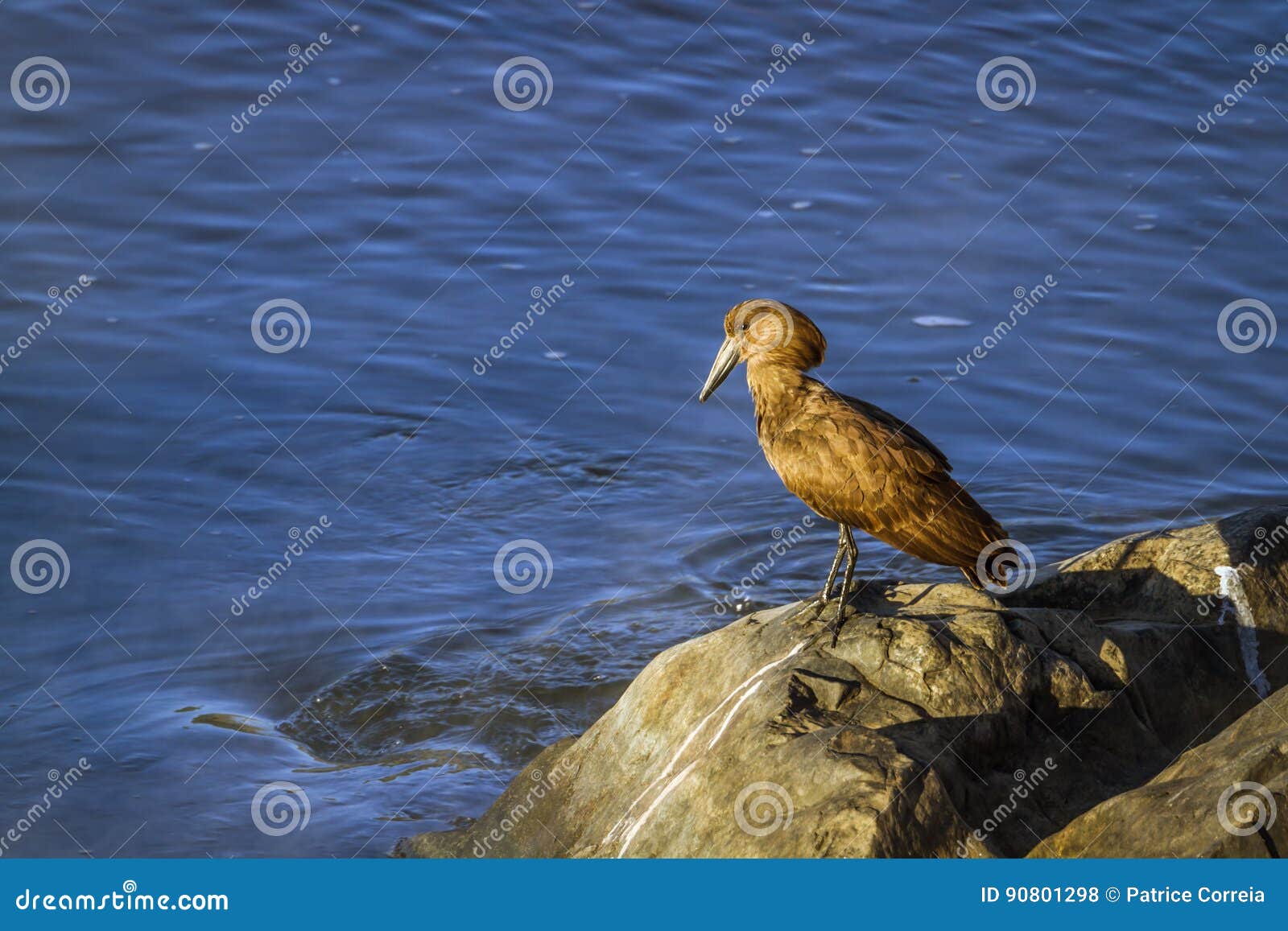 Hamerkop in Kruger National Park, South Africa Stock Photo - Image of ...