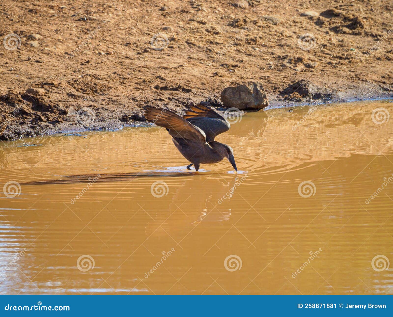 hamerkop, scopus umbretta. madikwe game reserve, south africa