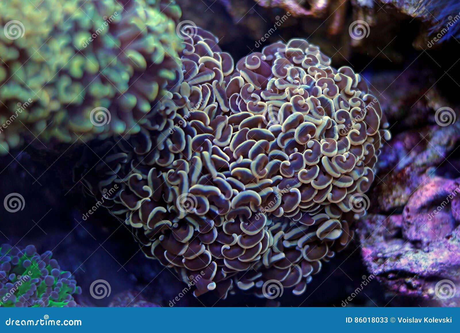 Hammer LPS Coral stock image. Image of marine, aquaworld - 86018033