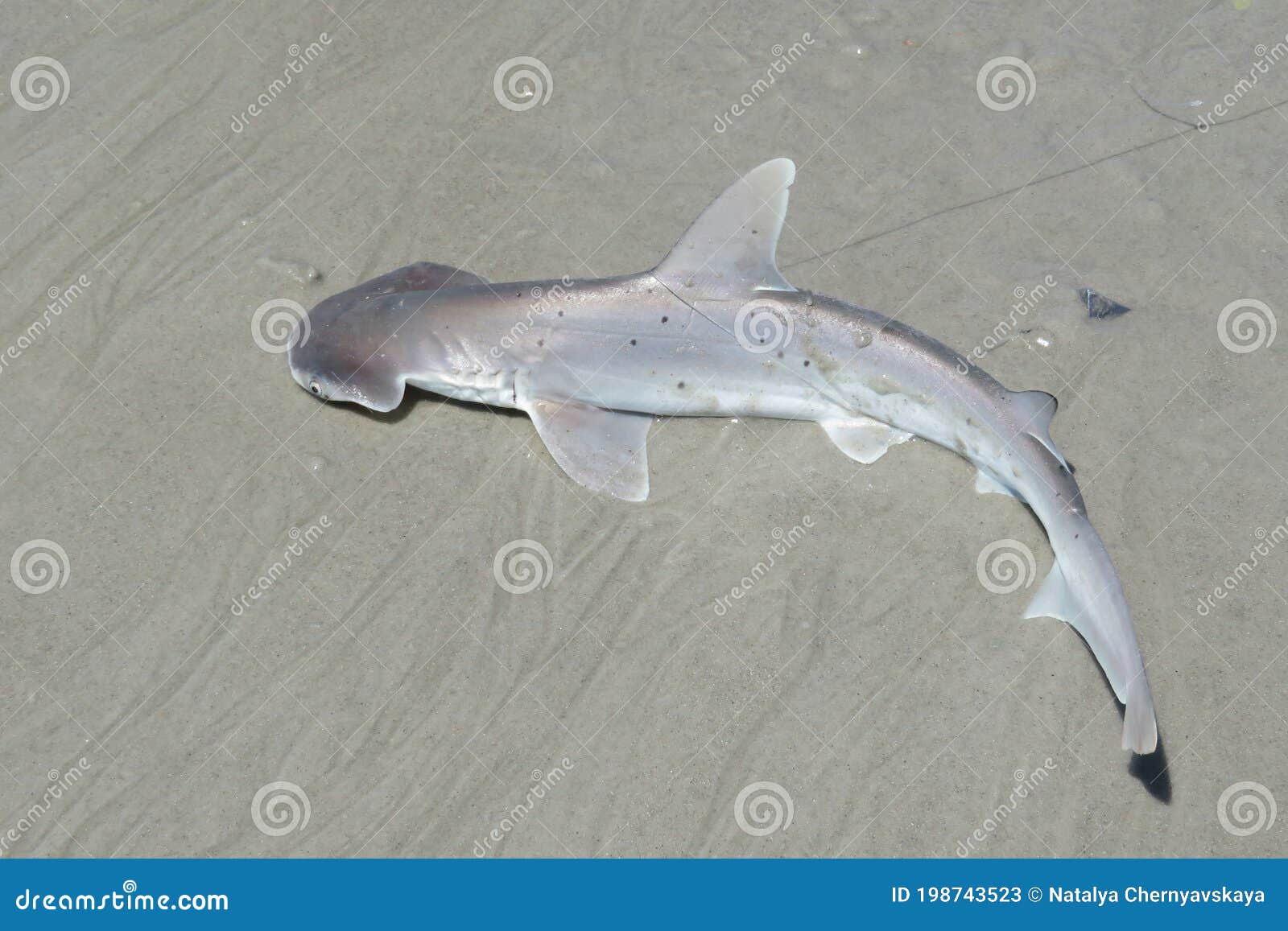 Hammerhead Shark on Florida Coast Stock Image Image of swimming