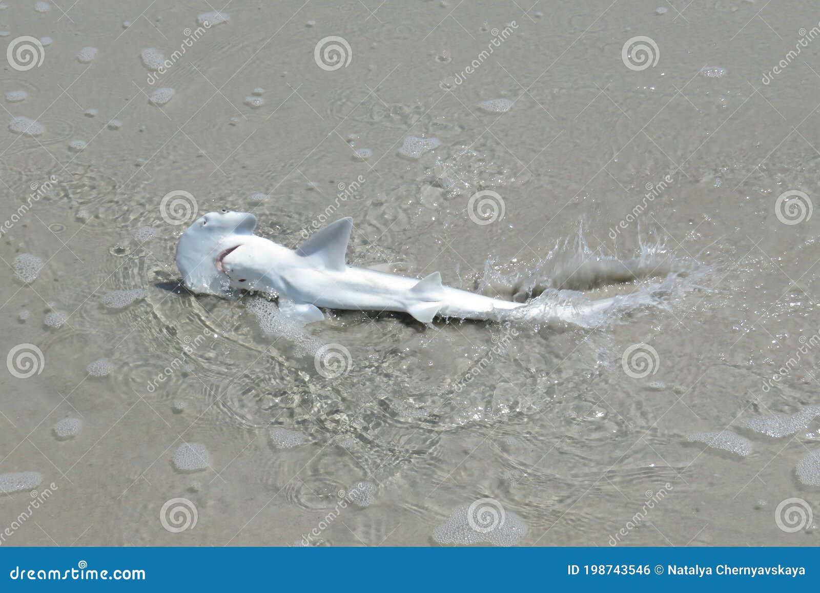 Hammerhead Shark on Florida Coast Stock Photo Image of nature
