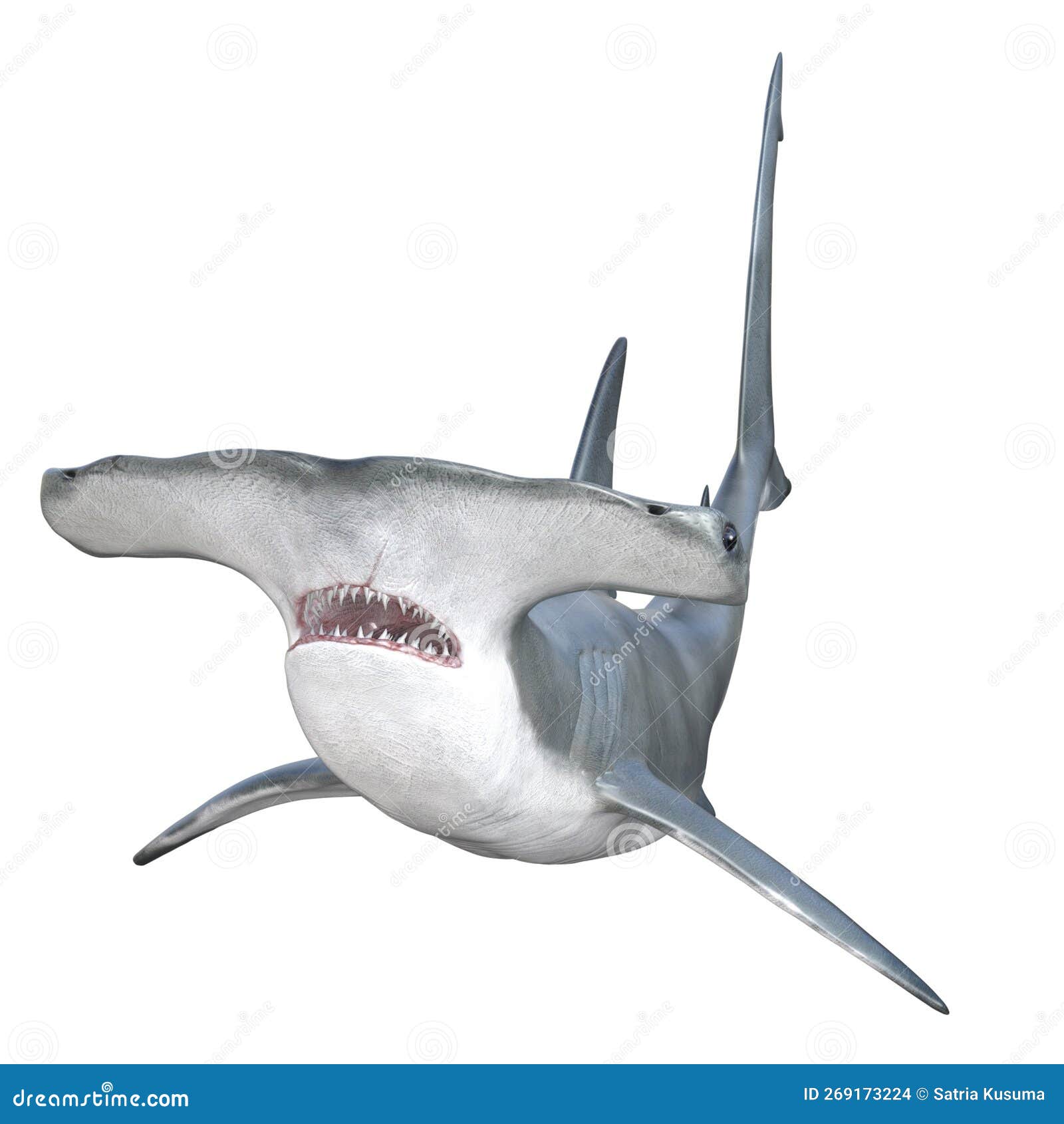 Hammerhead Shark with Jaws Open Isolated Stock Photo - Illustration of ...