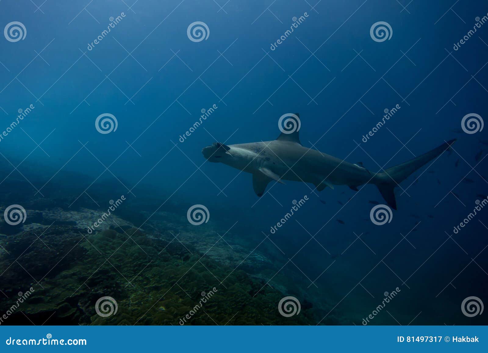 Hammerhead Shark Malpelo Island Stock Image Image of dive, habitat