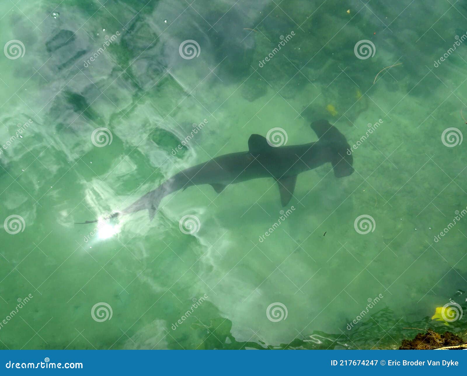 Hammerhead Shark Swimming Below the Surface Stock Image Image of marine, wild 217674247