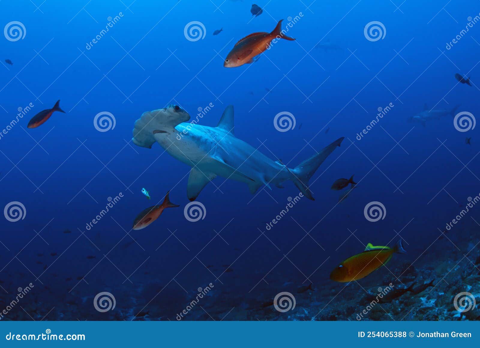 hammerhead shark with trigger fish, wolf island, galapagos