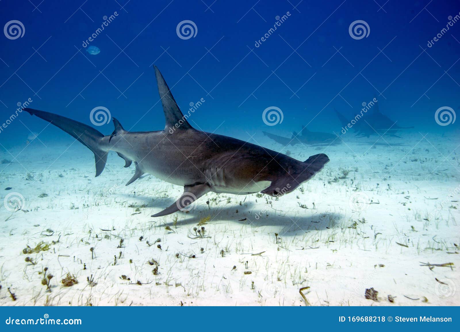 Hammerhead sharks stock photo. Image of bahamas, blue 169688218