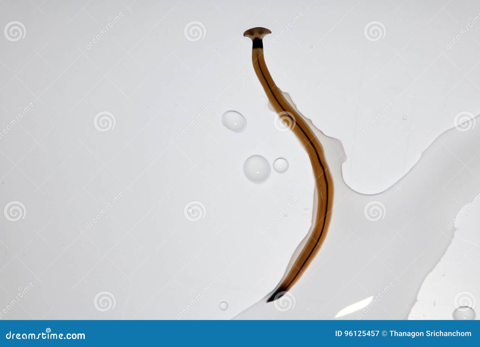 Hammerhead worm parasite. stock image. Image of land 96125457