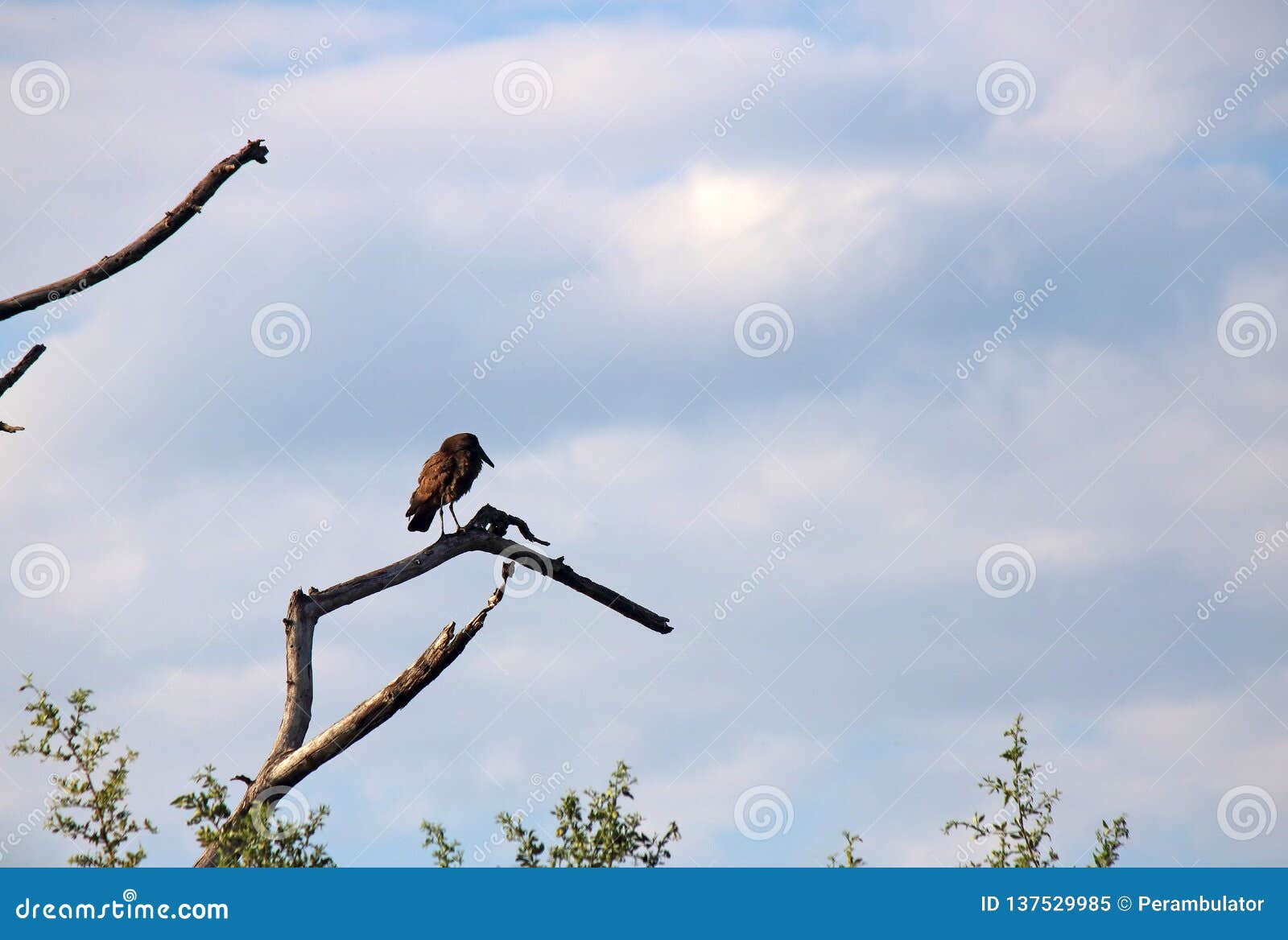HAMMERHEADFÅGELSAMMANTRÄDE PÅ EN DÖD FILIAL. Sikt av en stor hammerheadfågel som sitter på en död filial mot himlen i Afrika