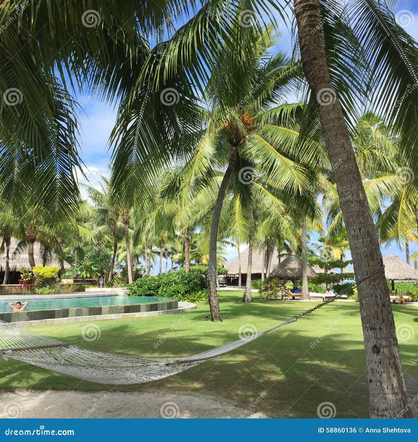 Hammock sob palmeiras. Rede sob palmeiras verdes em Bora Bora