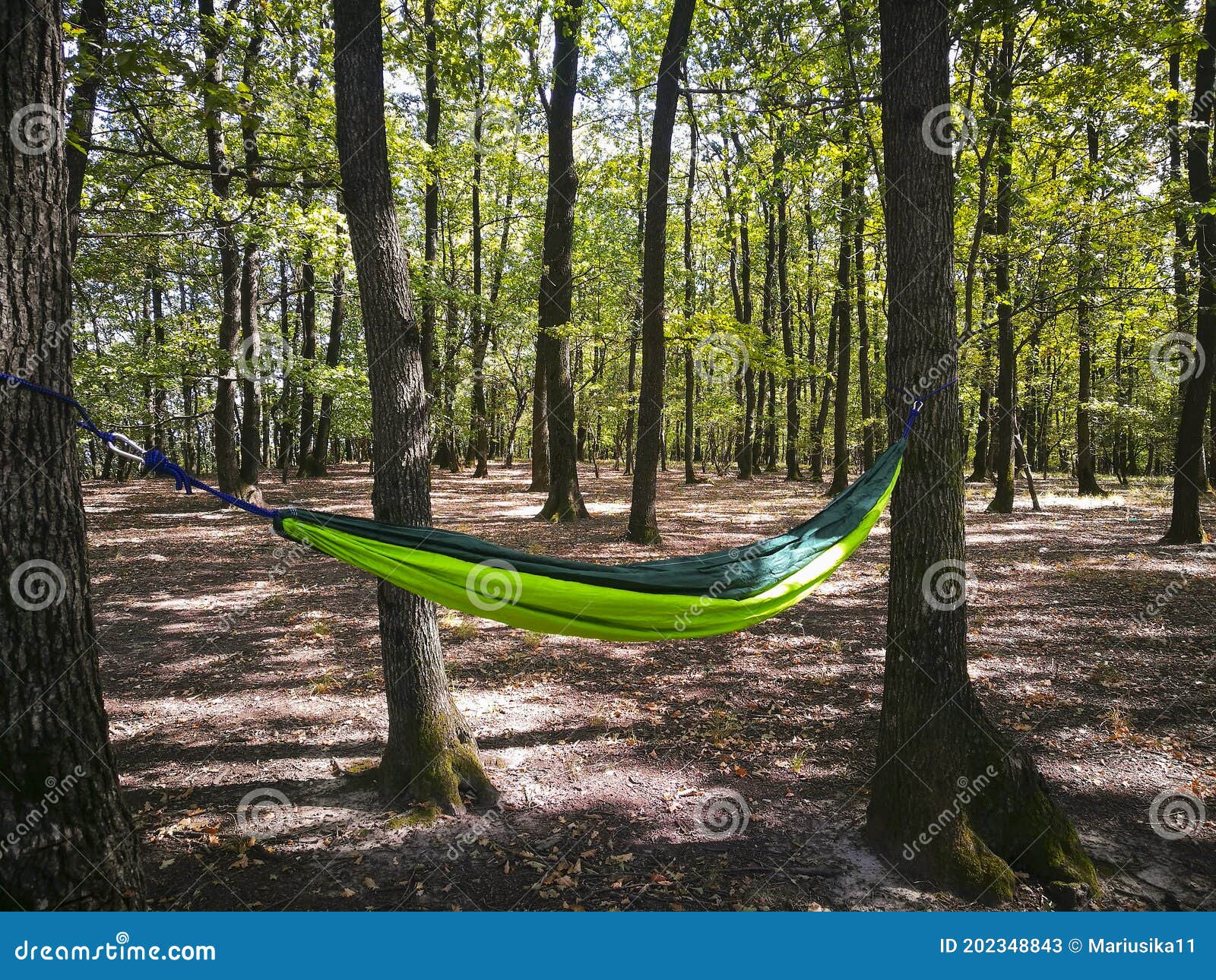 Hammock Suspended between Two Trees Stock Image Image of hammock