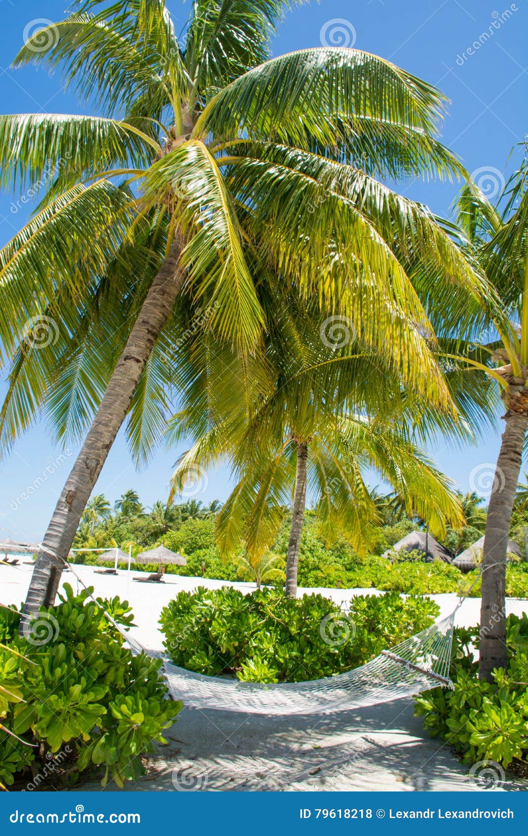 Hammock Under the Palm Trees at the Tropical Beach at Maldives Stock ...