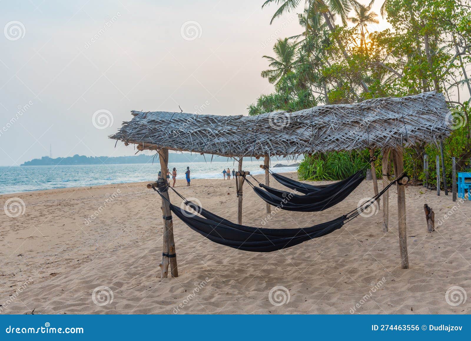 Hammocks at Marakolliya Beach, Sri Lanka Stock Photo Image of sunbathing, beach 274463556