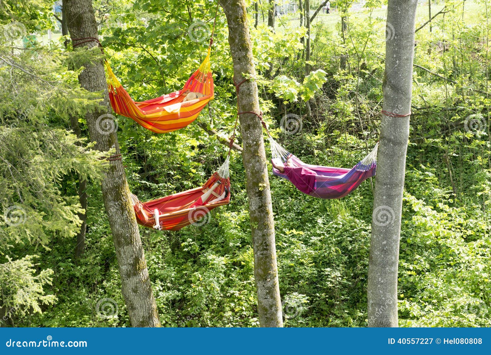 hammocks between trees